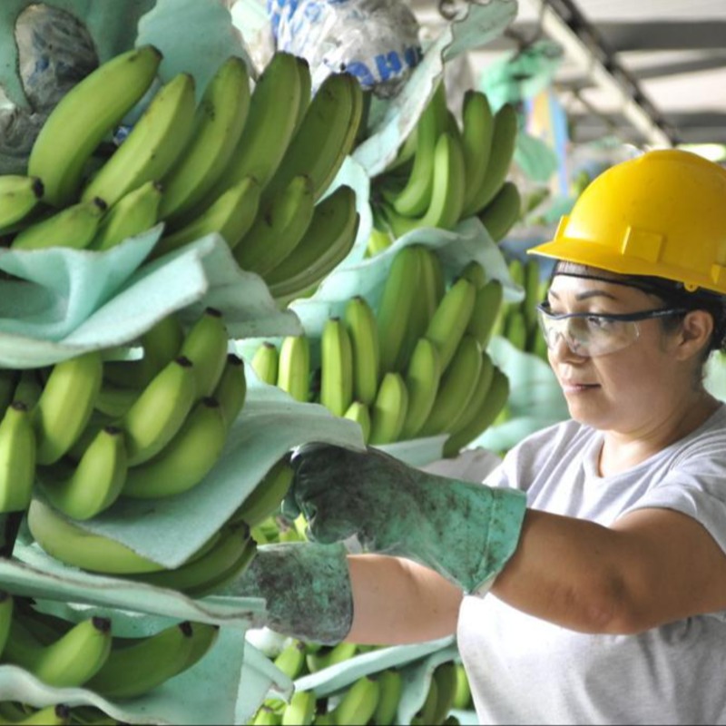 Inspección de Calidad de Banano