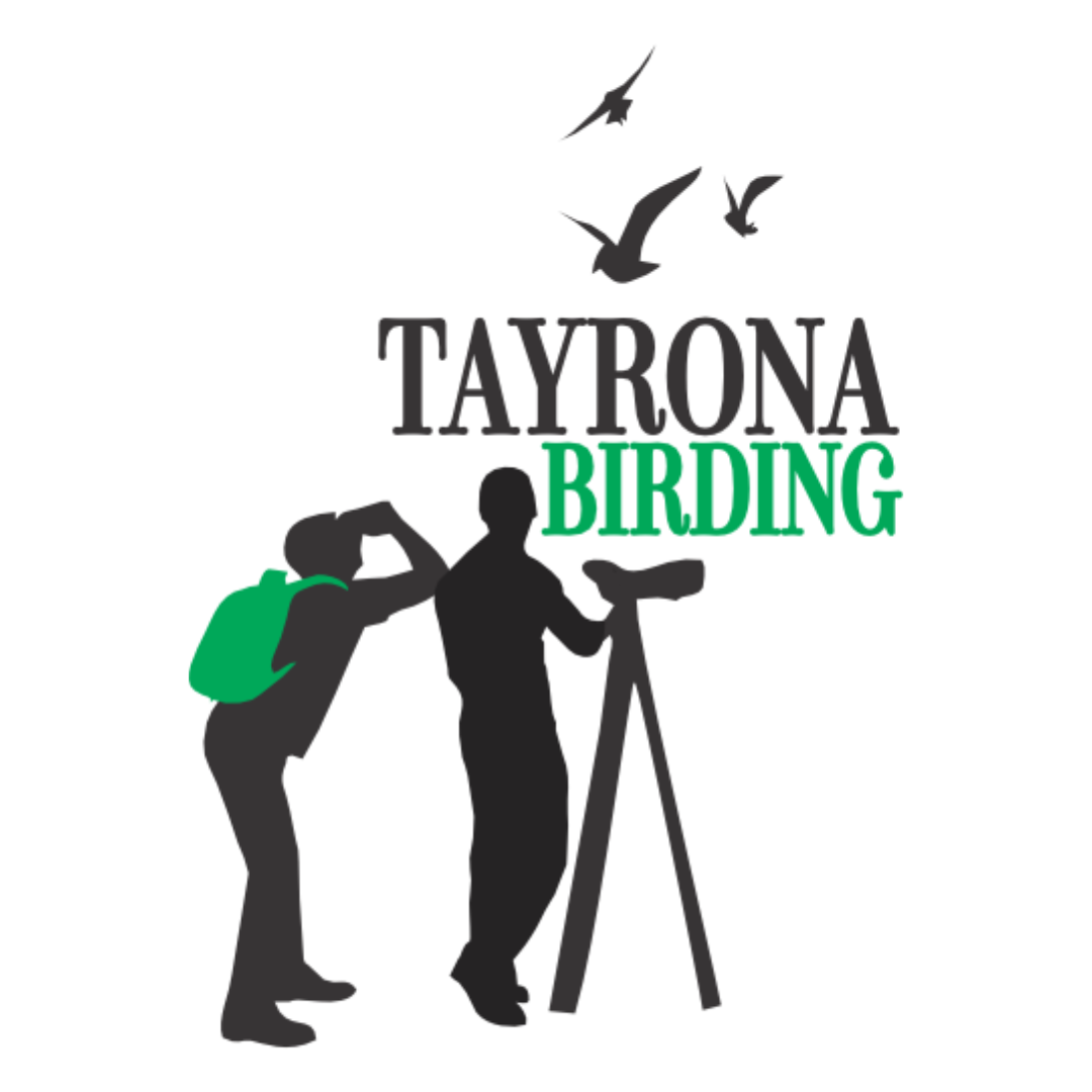 TAYRONA BIRDING